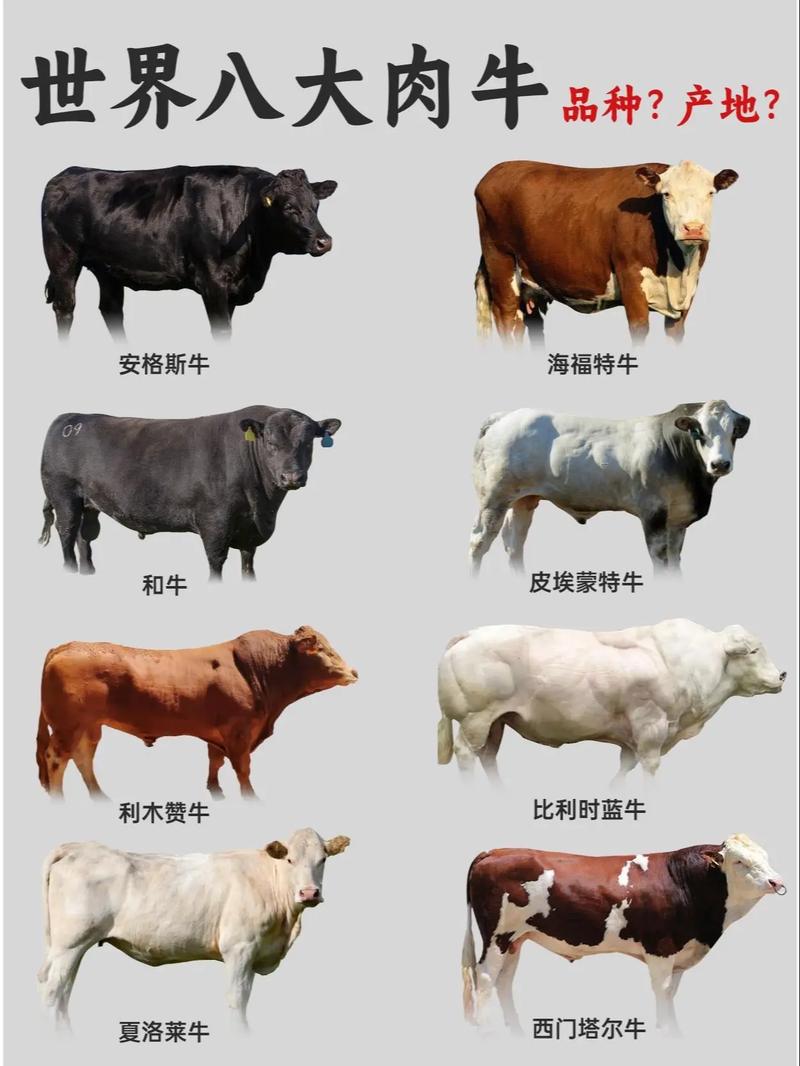 无角母牛是哪种品种好-图3