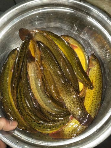 培训台湾泥鳅孵化技术-图2