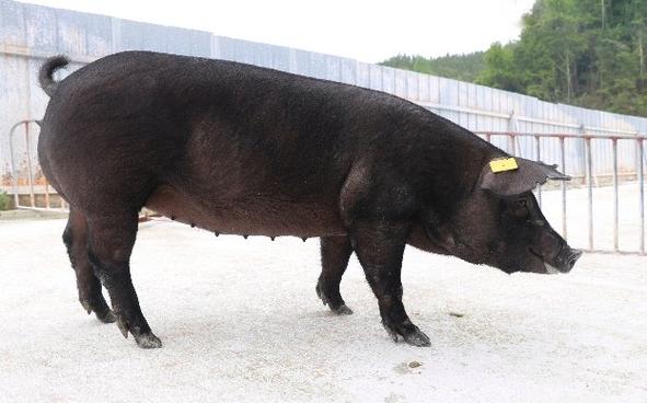 黑母猪的品种图片欣赏-图1