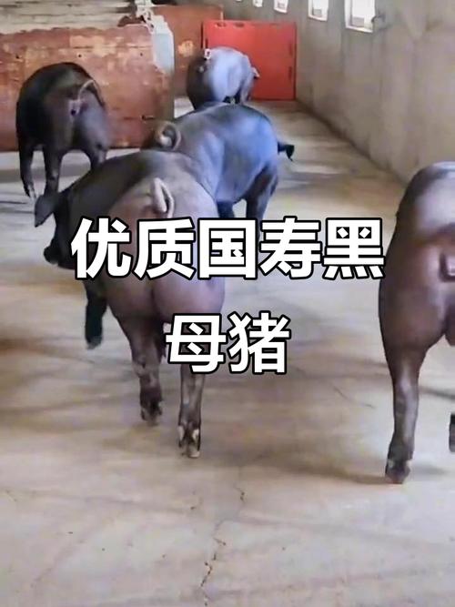 黑母猪的品种图片欣赏-图2