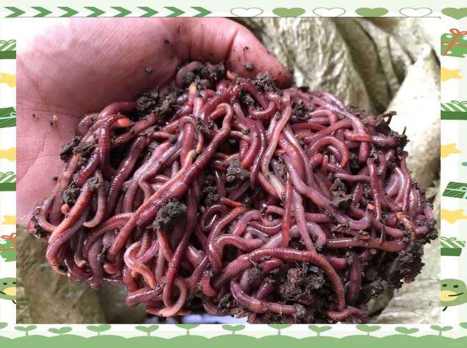 蚯蚓高效养殖技术下载-图3