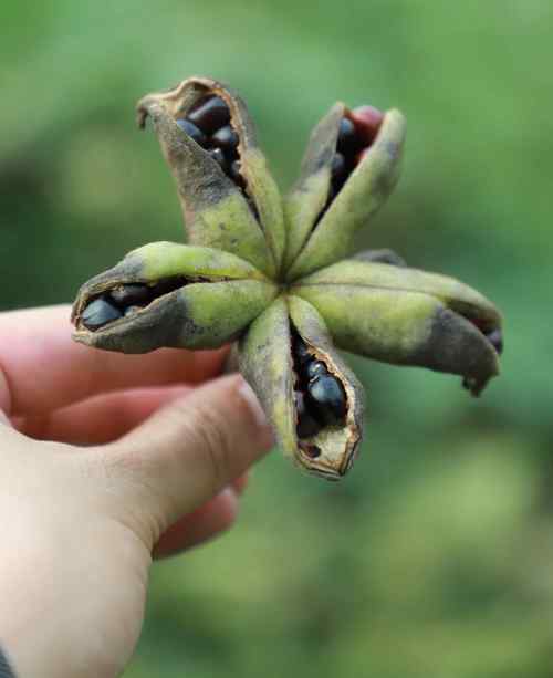 牡丹品种种子图片大全-图1