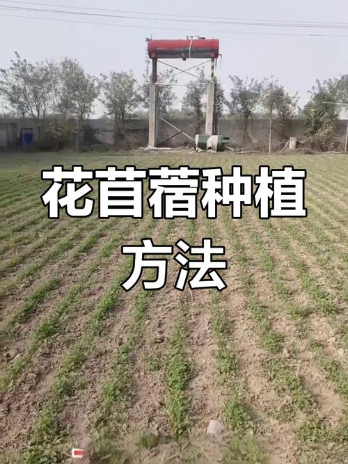 种植苜蓿怎样种植技术-图1