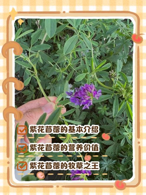 种植苜蓿怎样种植技术-图2