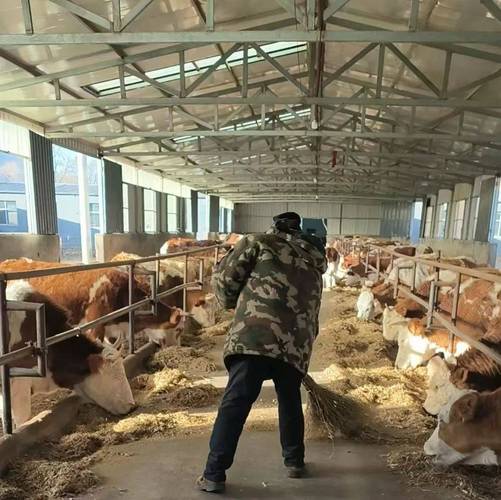 肉牛饲养管理视频有哪些关键技术要点？-图2