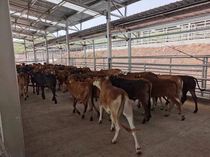 肉牛饲养管理视频有哪些关键技术要点？-图1