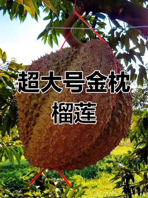 最大榴莲品种是哪一种？-图1