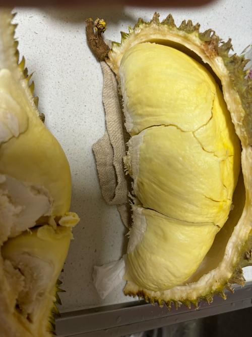 最大榴莲品种是哪一种？-图2