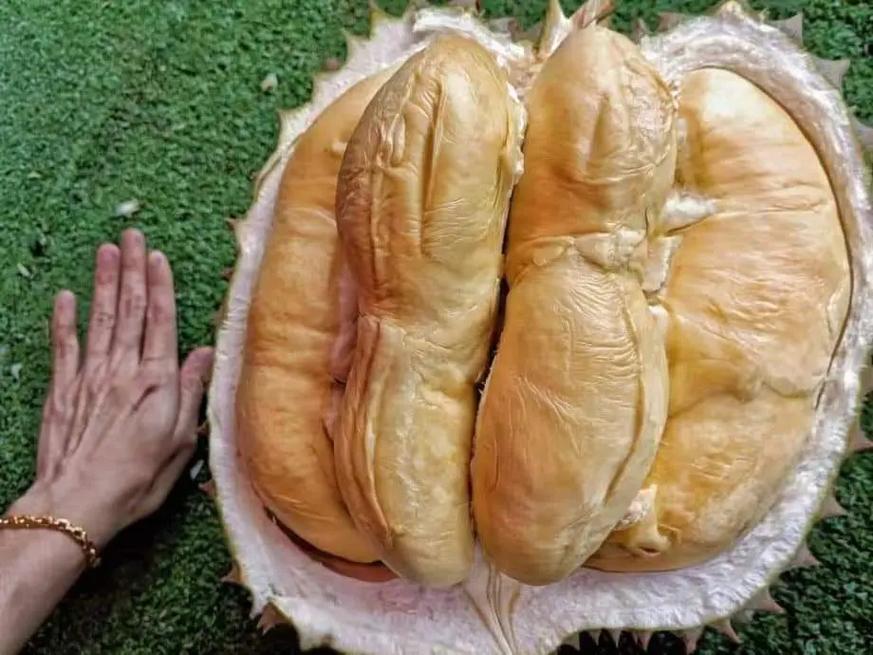 最大榴莲品种是哪一种？-图3