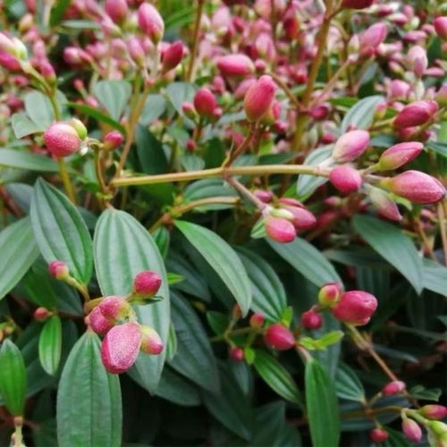 紫色牡丹有哪些常见品种？-图2