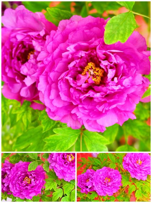 紫色牡丹有哪些常见品种？-图1