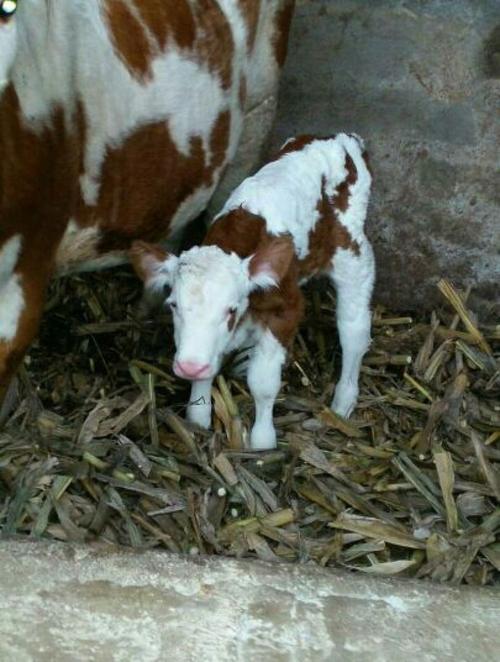 梁山县西门塔尔牛价格-图2