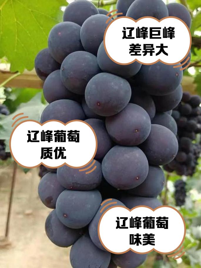 东北冰葡萄是什么品种-图1