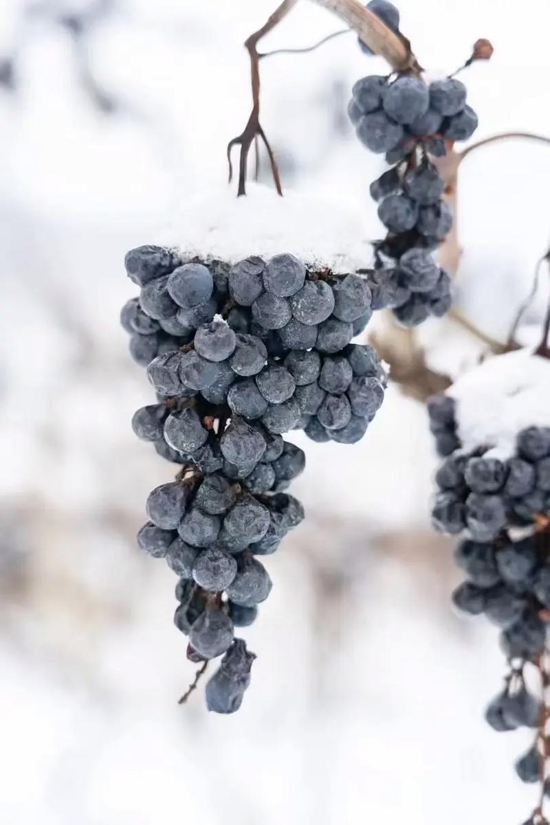 东北冰葡萄是什么品种-图2