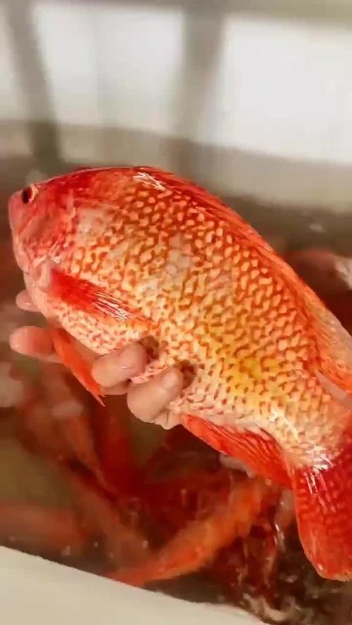 广东红罗非鱼价格行情-图1