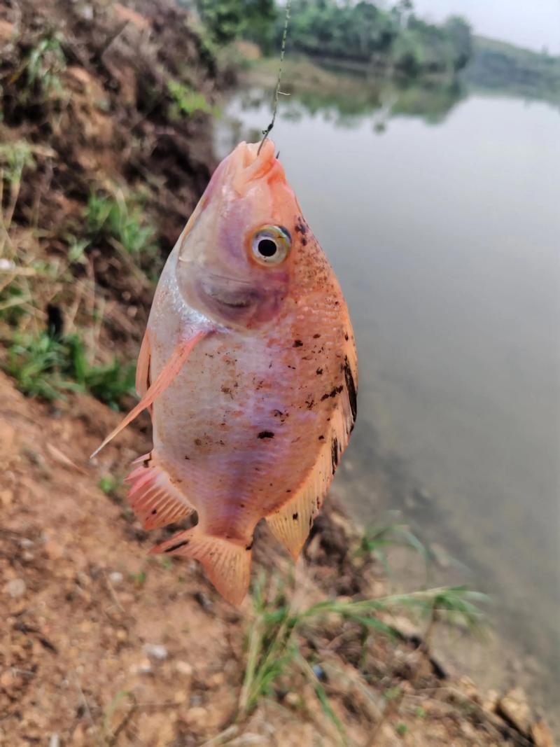 广东红罗非鱼价格行情-图3