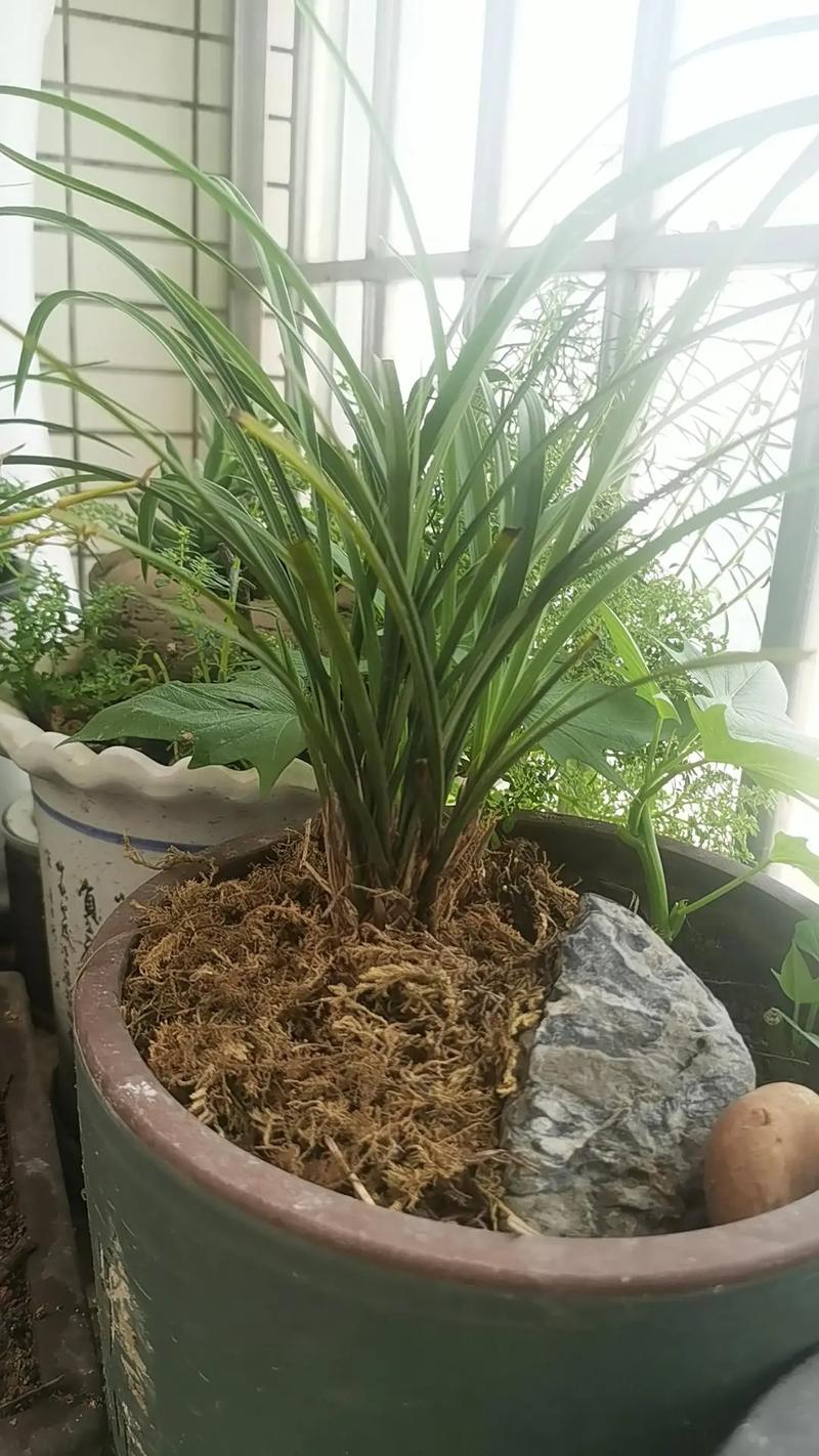 送朋友兰花送什么品种-图2