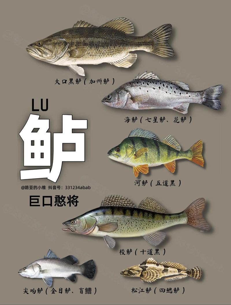 淡水鲈鱼的品种有哪些-图1
