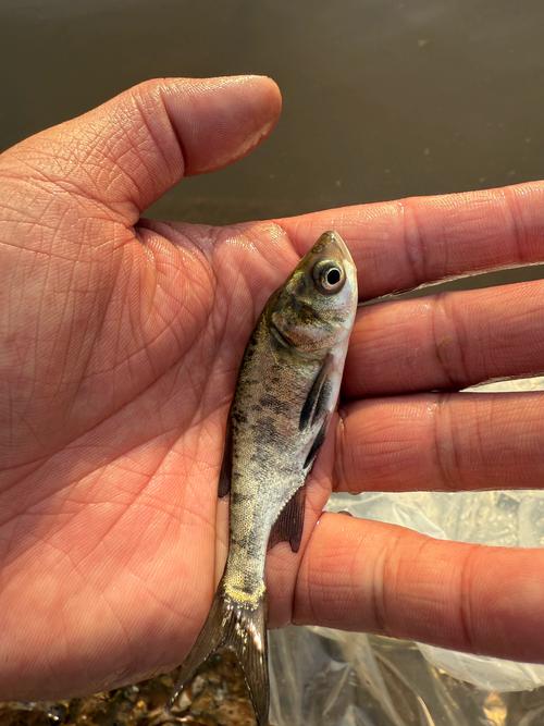 淡水鲈鱼的品种有哪些-图2