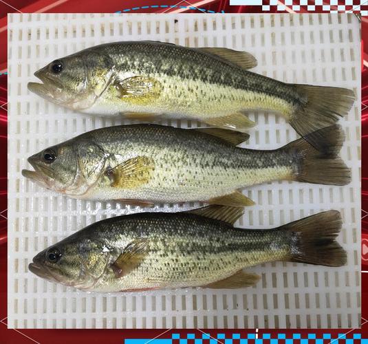 淡水鲈鱼的品种有哪些-图3