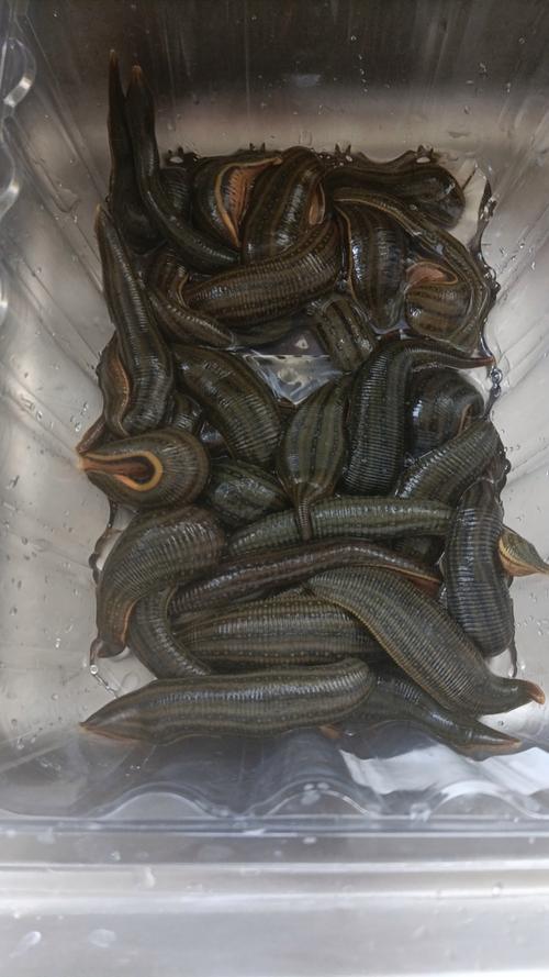 什么品种的生水水蛭好-图2