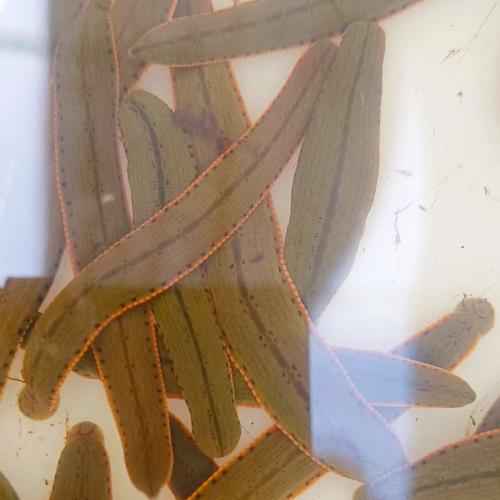 什么品种的生水水蛭好-图3