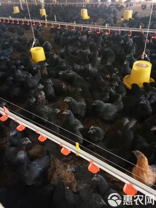 黑色的鸡肉是什么品种-图2