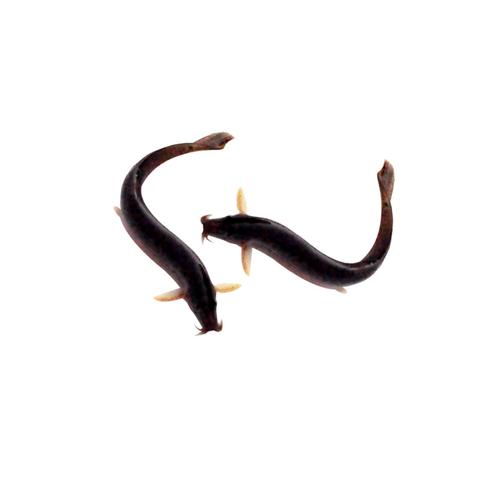 台湾泥鳅水花苗价格多少钱？-图1