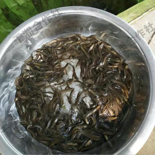 台湾泥鳅水花苗价格多少钱？-图2