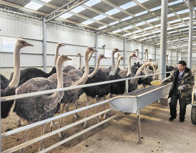 养殖鸵鸟哪个品种更优？-图1