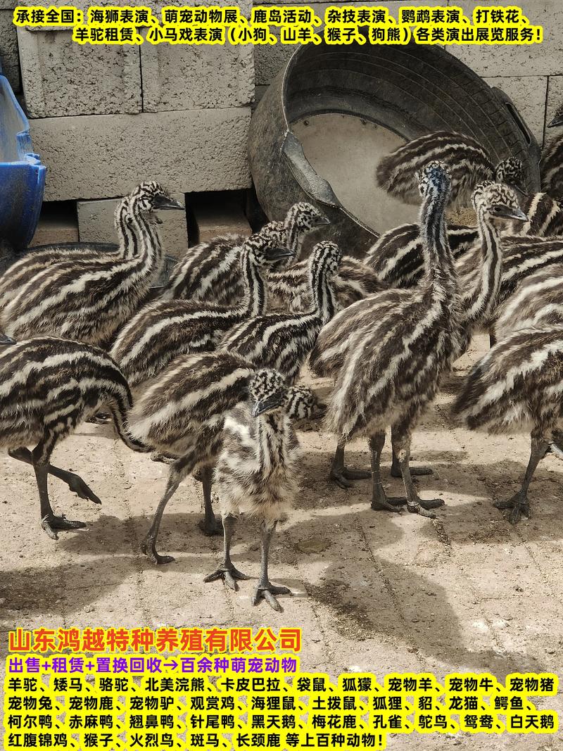 养殖鸵鸟哪个品种更优？-图2