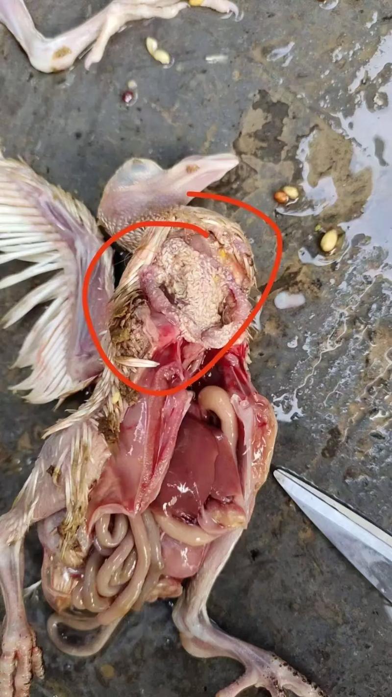 肉鸽怎样快速育肥技术-图1