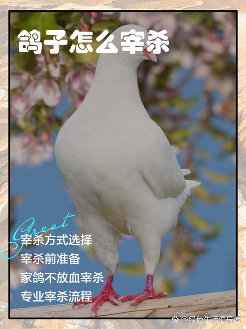 肉鸽怎样快速育肥技术-图3