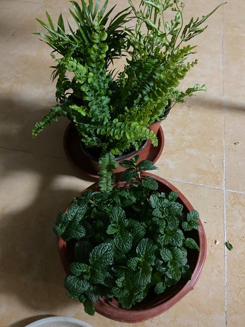 驱蚊什么品种的薄荷好-图1