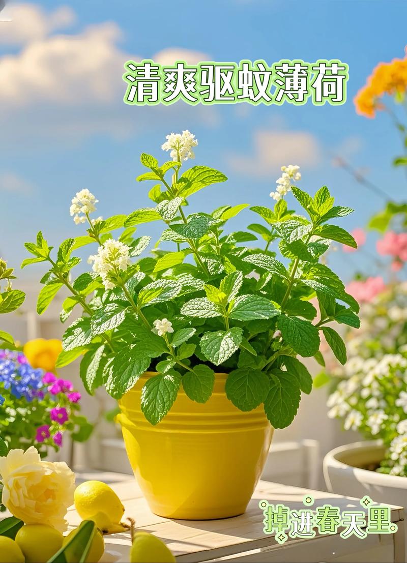 驱蚊什么品种的薄荷好-图2