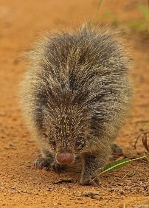 箭猪价格多少好销售吗-图3