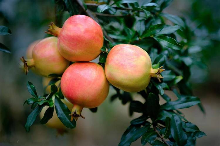 石榴的品种有哪些图片-图2