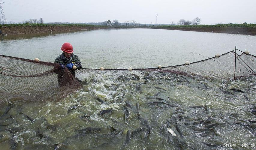 草鱼养殖技术视频全程-图1