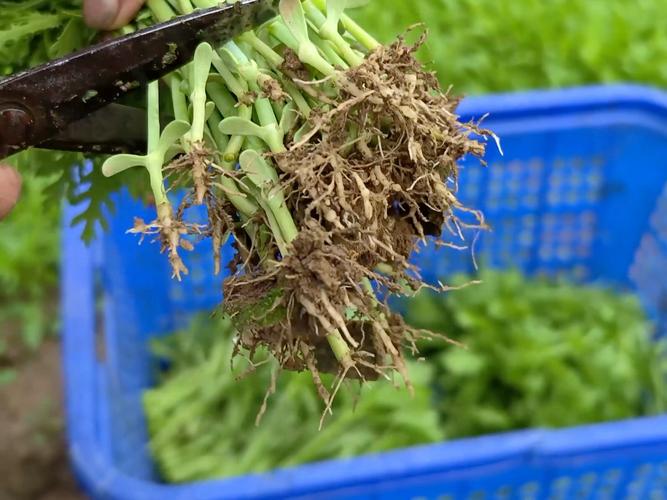 茼蒿种植技术视频大全-图1