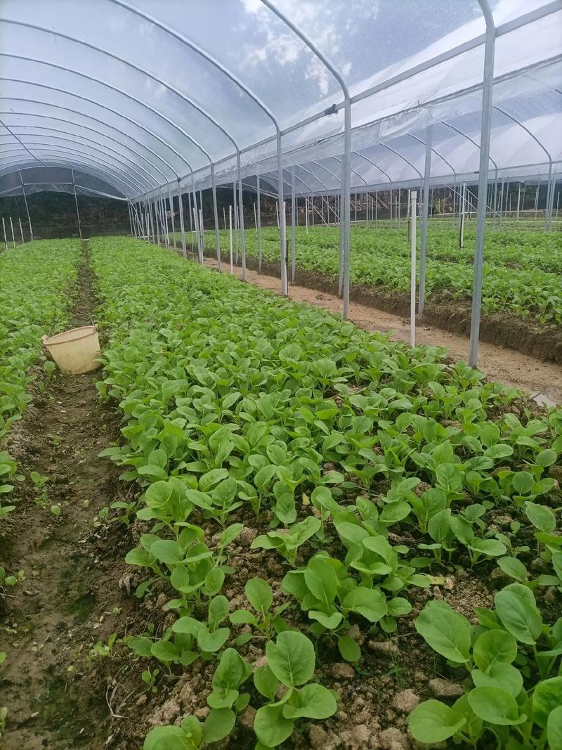 蔬菜夏季管理技术视频-图1