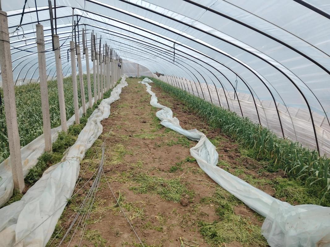 蔬菜夏季管理技术视频-图2