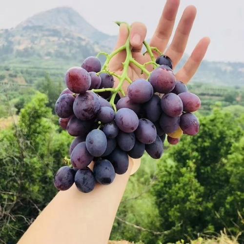 哪些葡萄品种适合露天种植？-图2