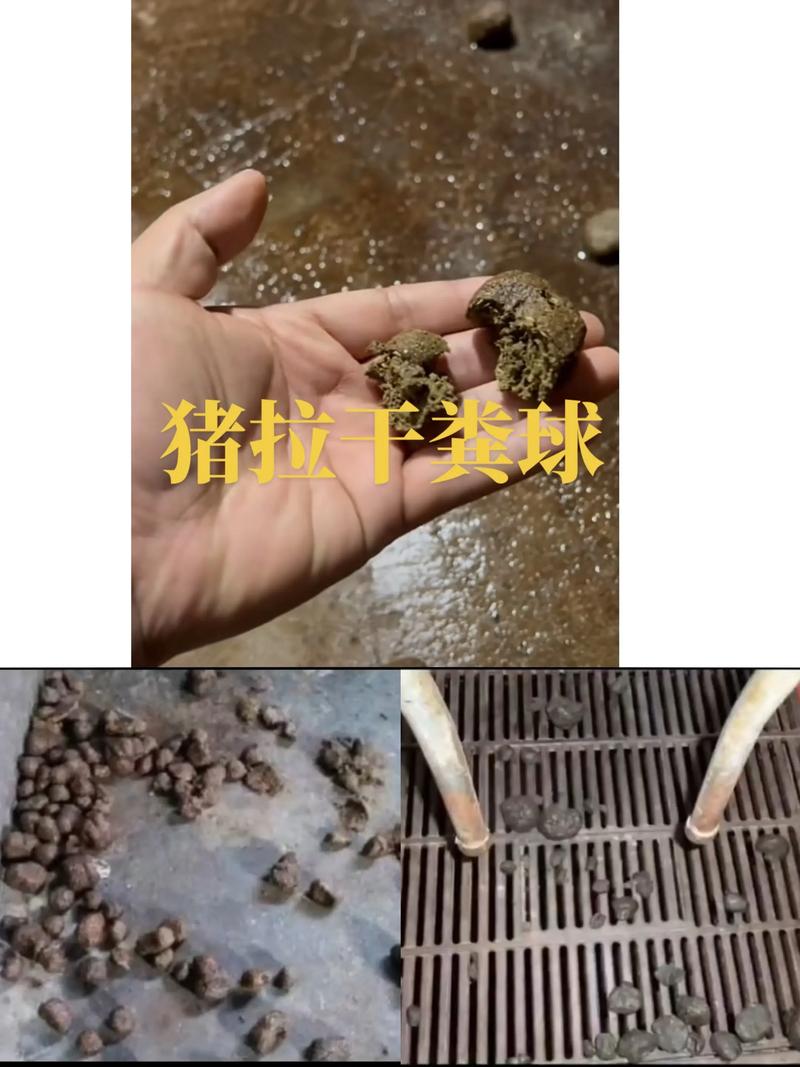 猪粪蝇蛆养殖技术视频-图1