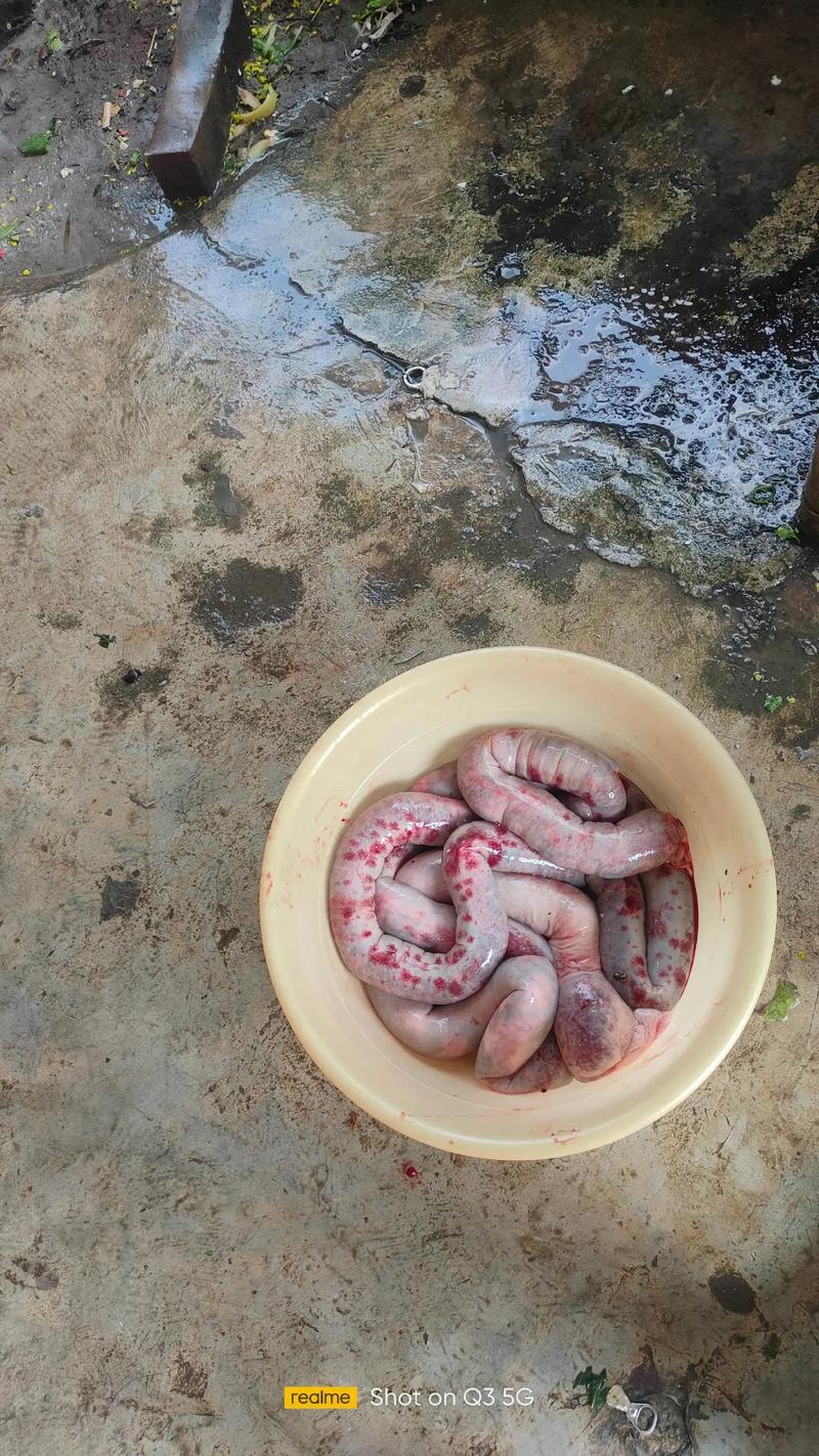 猪粪蝇蛆养殖技术视频-图2