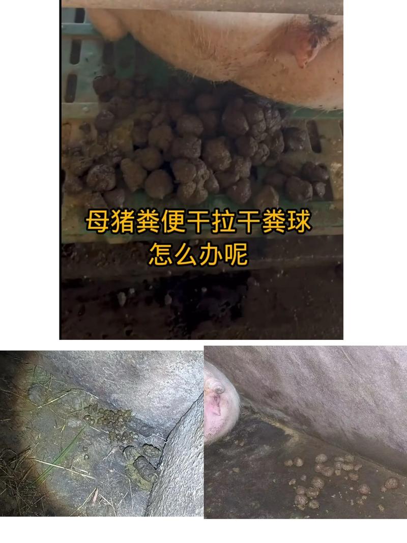猪粪蝇蛆养殖技术视频-图3