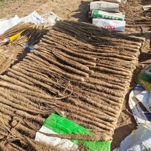 2025河北山药价格会涨还是跌？-图3