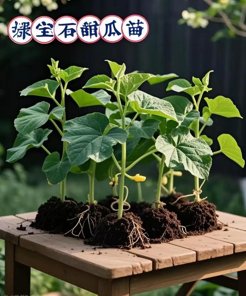 绿宝甜瓜如何实现高产种植？-图2