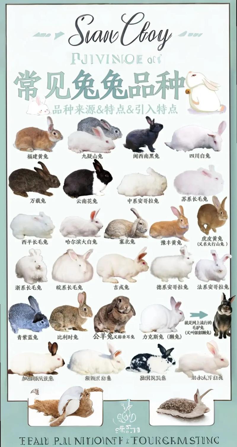 兔子不同品种能配种吗-图1