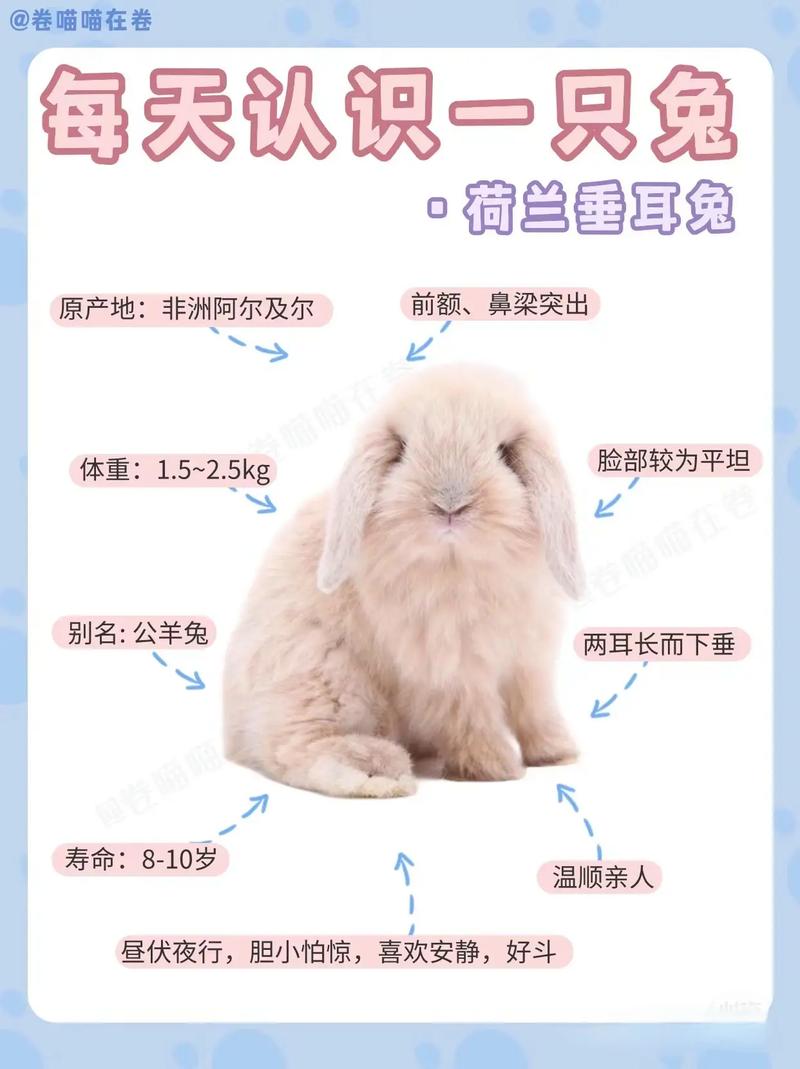 兔子不同品种能配种吗-图2