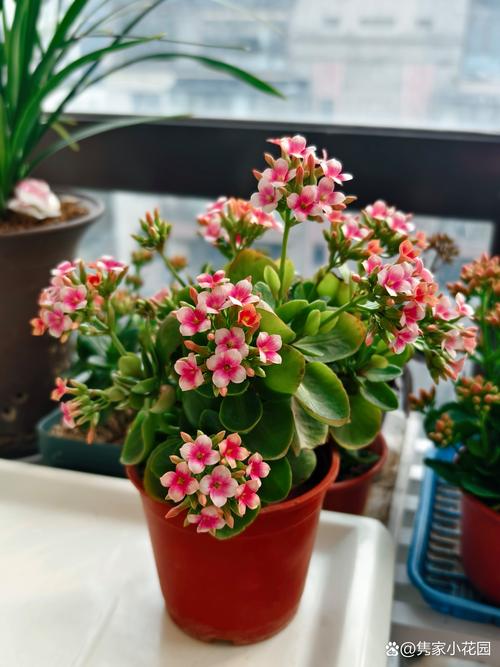 什么品种的长寿花最好-图2